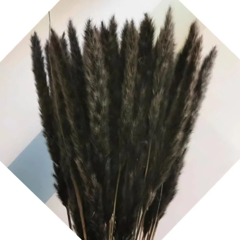 Small pampas grass with flower head long of 30cm real flowers black, white, gray, pink, blue,  primary color for wedding decor