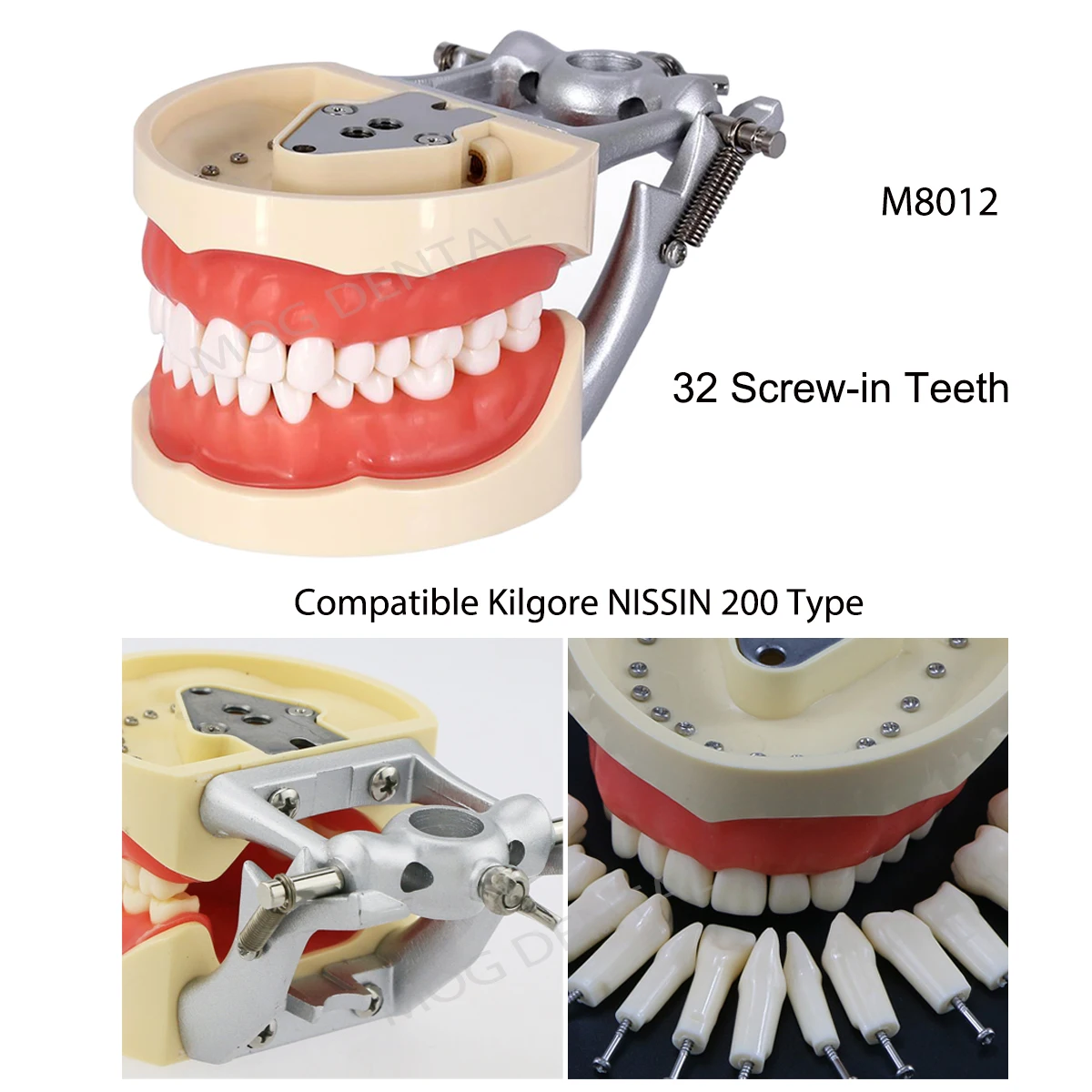 Modelowe nauczanie zębów z wyjmowanym 32 sztukami zębów i gumowym policzkiem Model nauczania dentystyczny pasuje do Kilgore NISSIN 200