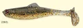 Loach