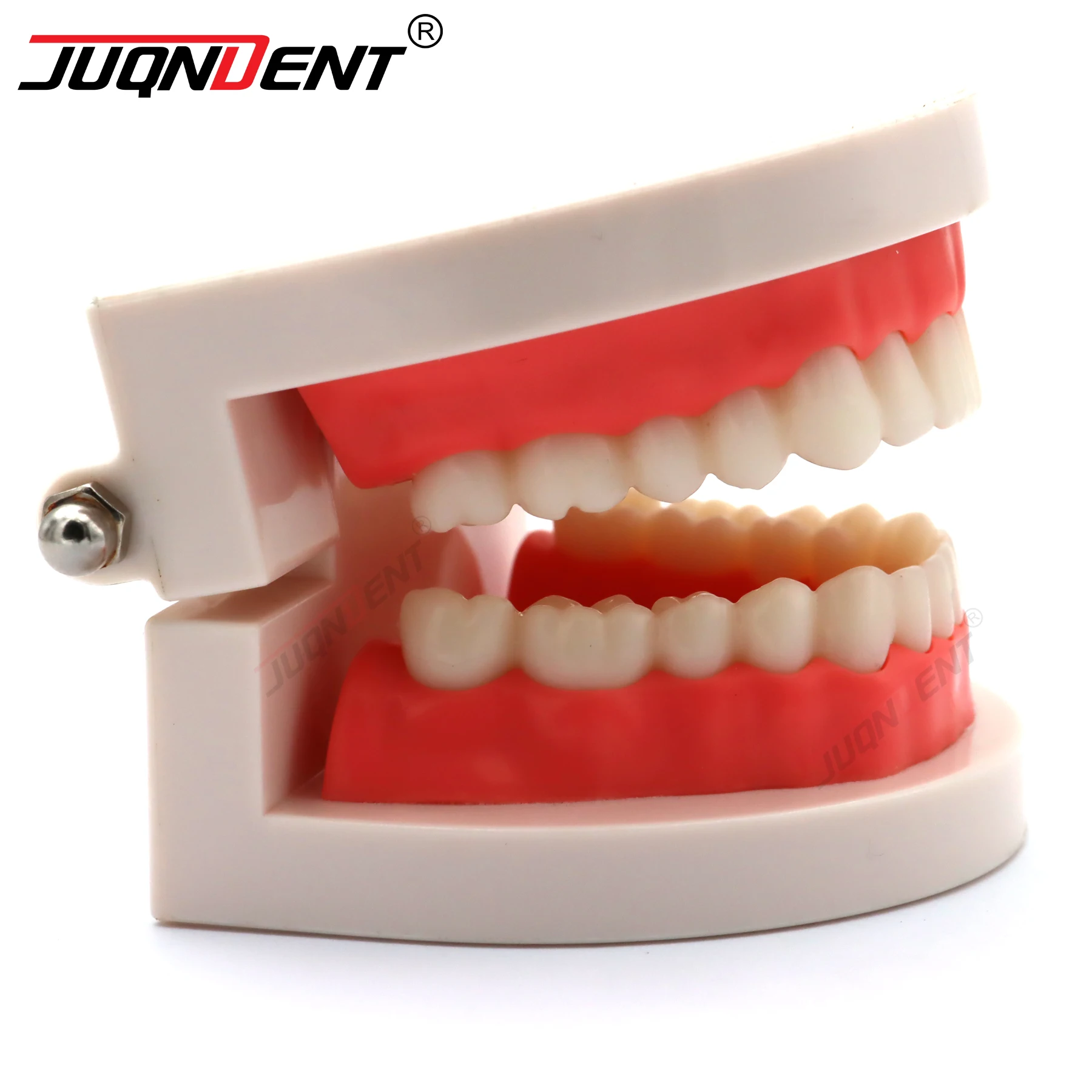 Dental Model Standard 28 Tooth Dental Types Plastic Teeth Model For Dentist Dental Students Studying Teaching Education