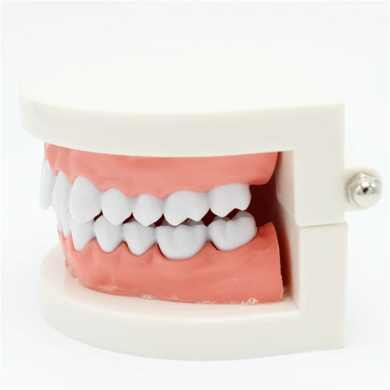 Modelo de dientes dentales para enseñanza, herramienta de demostración de estudio, dentista estándar, estudiante, 1 unidad