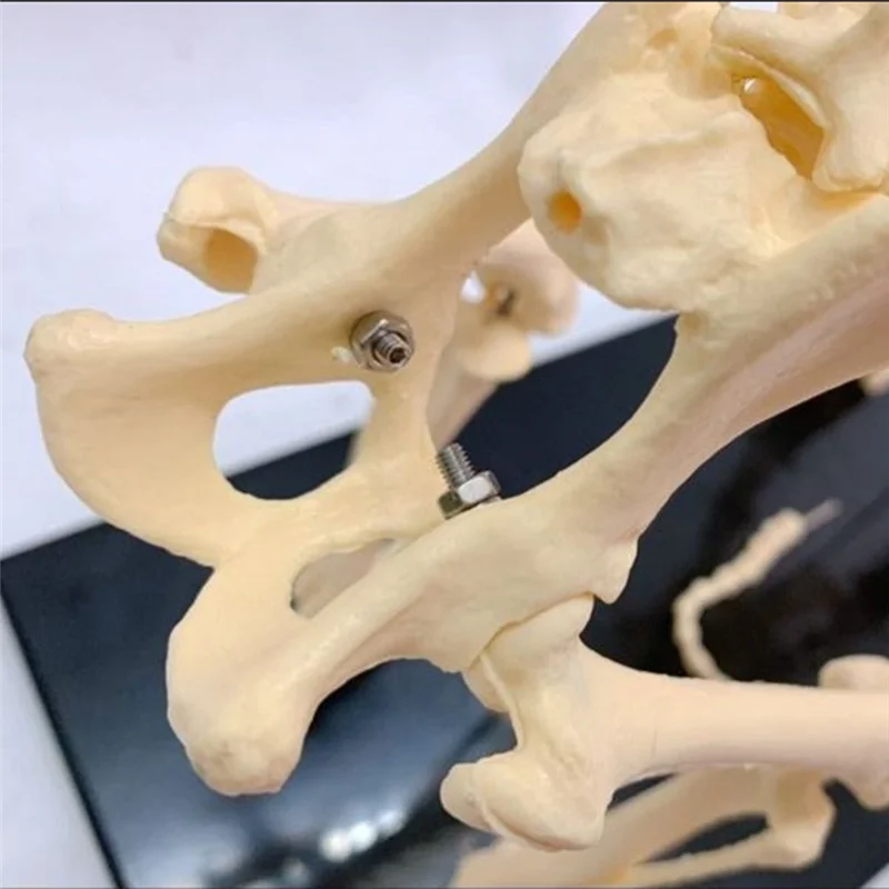 

Dog Skeleton Model Dog Anatomy Animal Teaching Model Laboratory Veterinary Teaching Demonstration Tool 1 Piece PVC