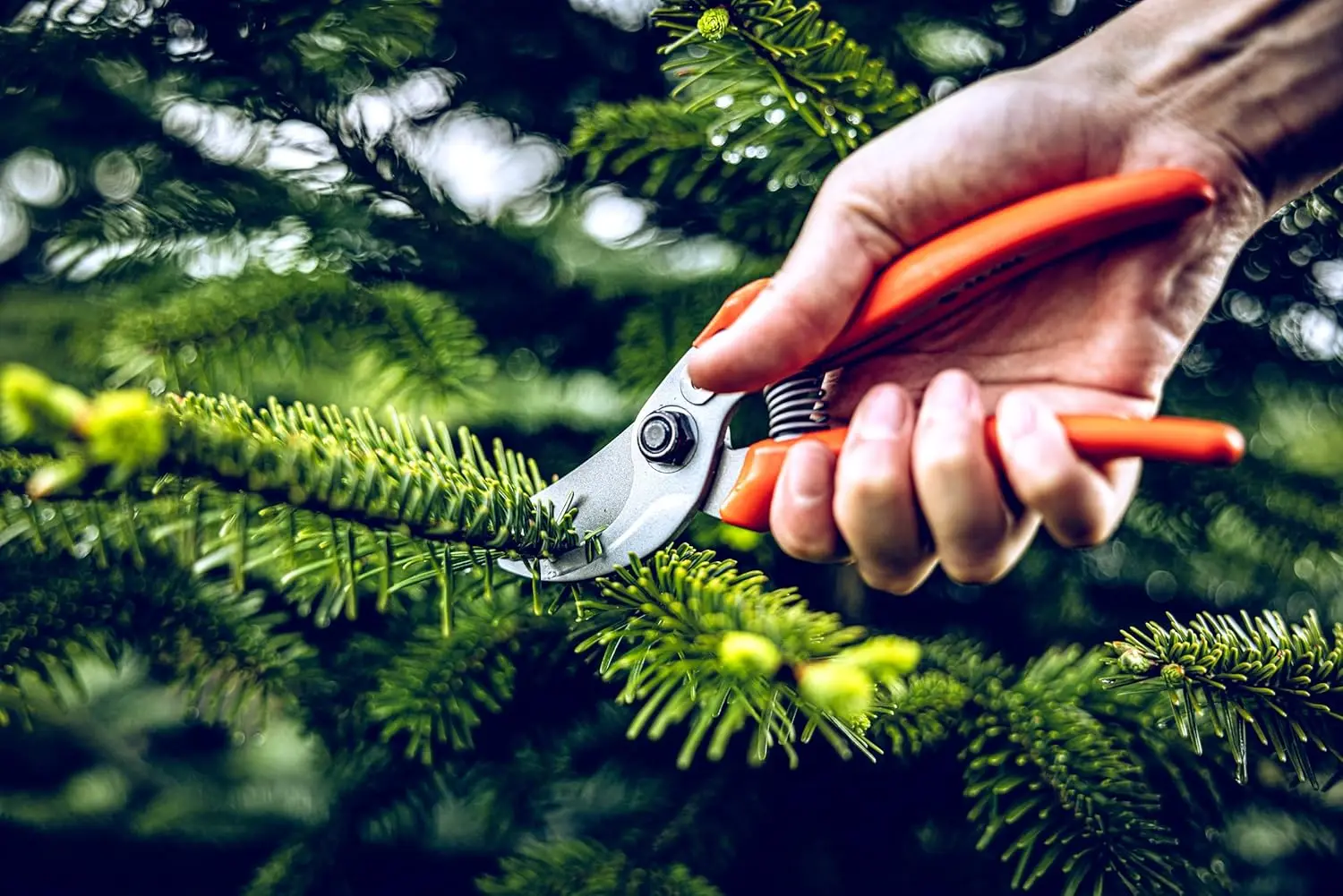 Podadora de derivación original LÖWE 14,104 |   Utilice como podadoras, cortasetos, tijeras de jardín |   Para cortar rosas, ramitas. |   Alemania