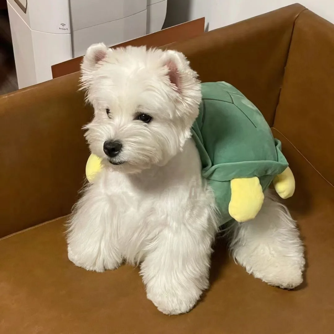 Ropa de concha de tortuga para perro, disfraz de Halloween para mascotas pequeñas, oso de peluche bohemio, Koki, Otoño e Invierno