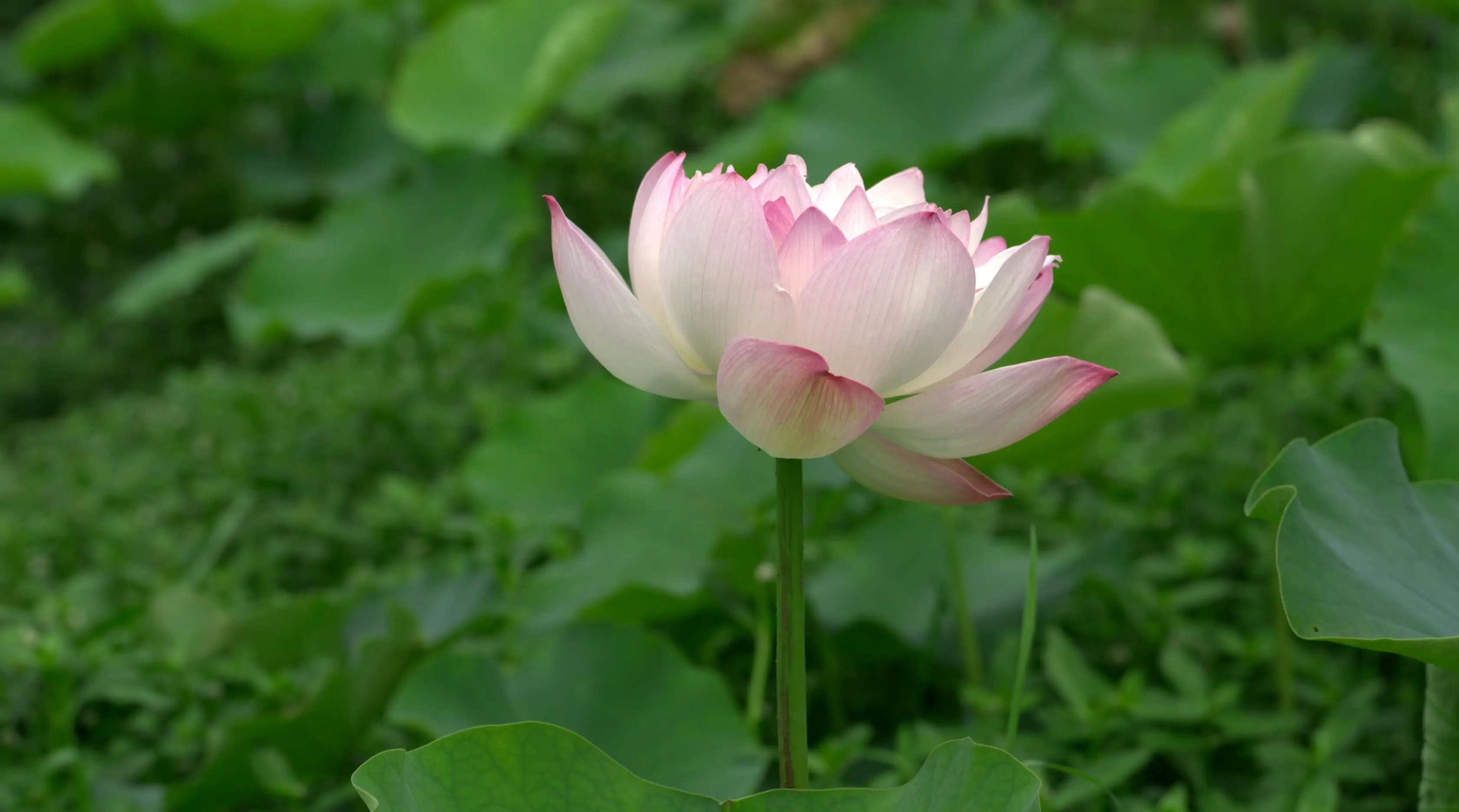 3 szt. Metalowa Osłona Podwozia ze Stali Nierdzewnej, Płyta Ochronna na Podwozie do Arrma Kraton EXB 1/8 RC, Części Tuningowe