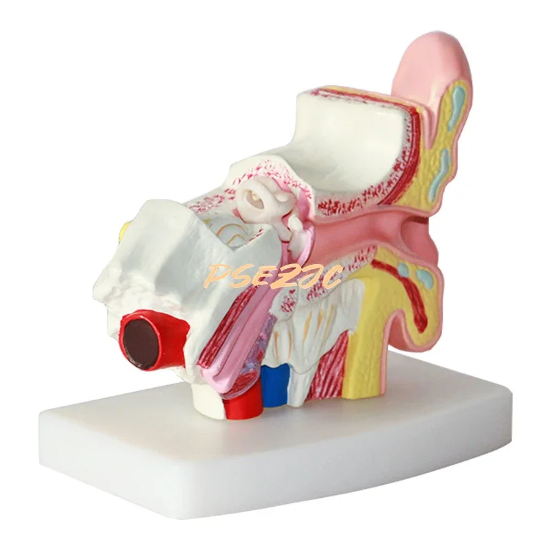 Medical Desktop Human Ear Anatomy Model 1.5 Times Inner Middle Auditory Teaching
