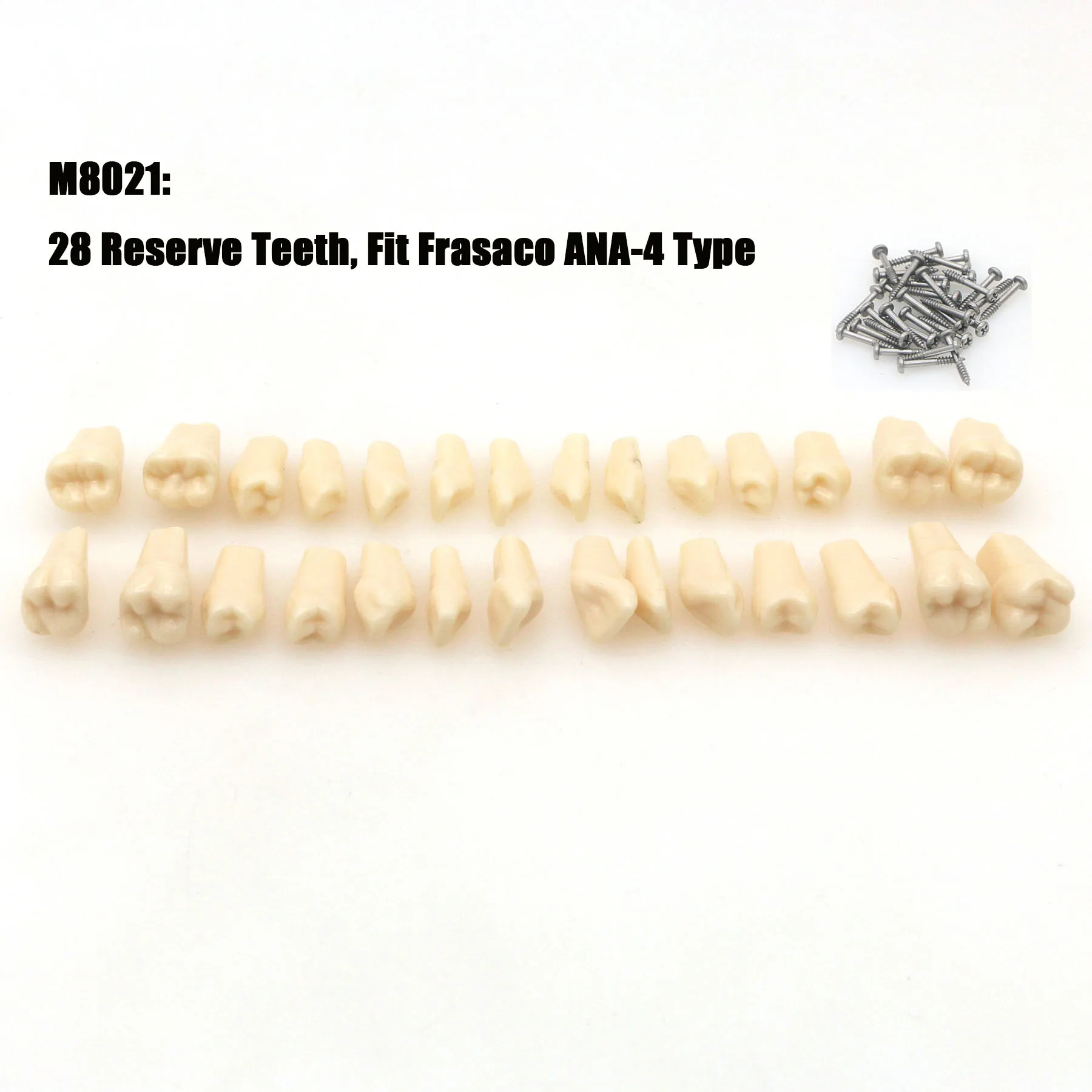 Modèle dentaire en résine perfectionnée avec 28 dents à visser, modèle de formation dentaire pour étudiants, M8013, M8021