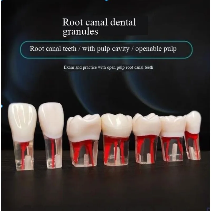 Dental Endodontic Practice Tooth Pulp Chamber Tooth Model Board Skill Practice Dental Lab Teaching Aid Reusable Demonstration