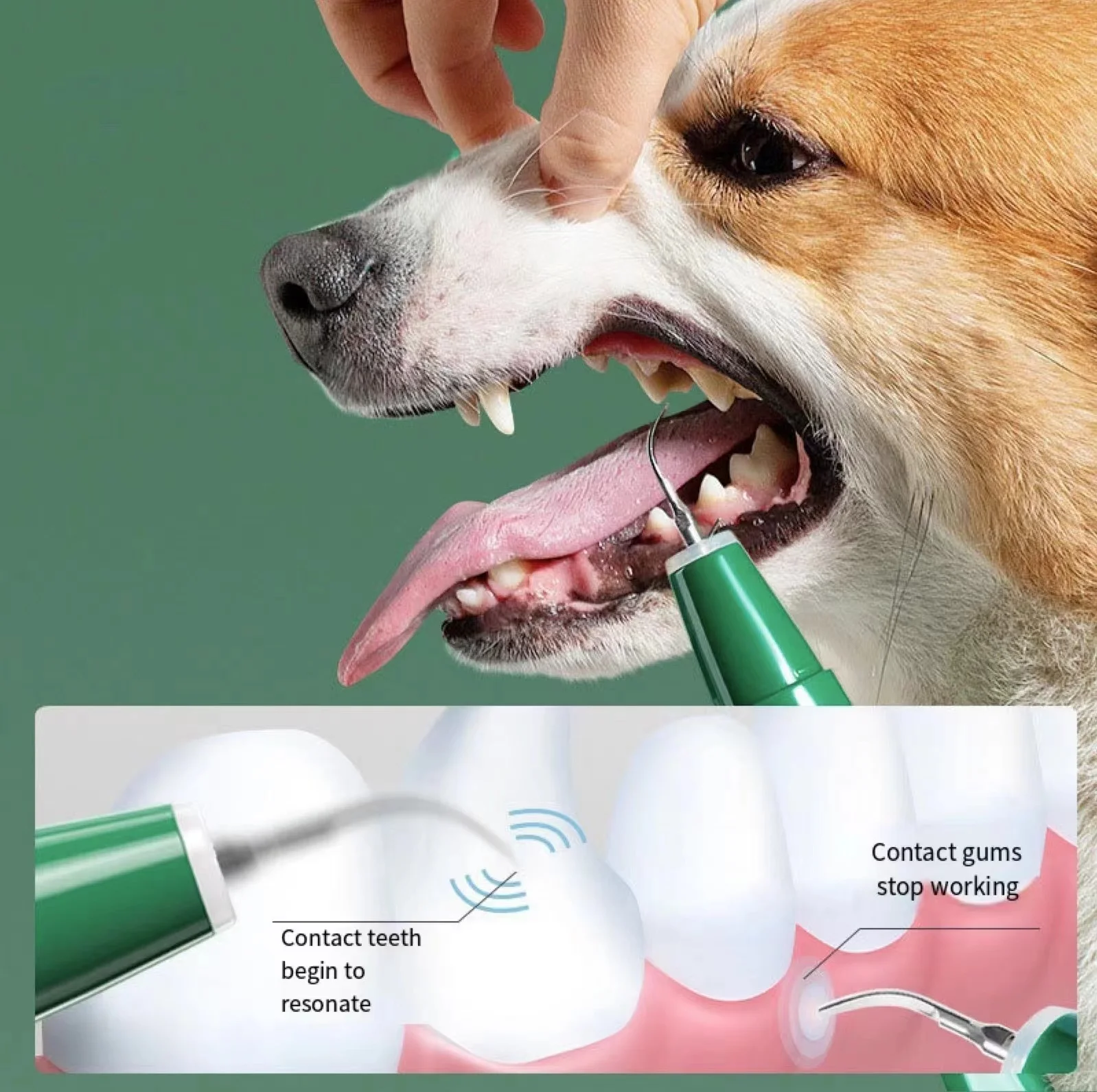 Support OEM/ODM Pet Oral Care   Cleaning Equipmentel Ectric Toothbrush Portable   Cleaning Equipment