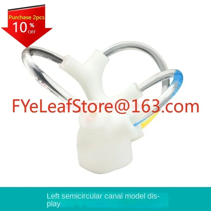semicircular canal otolith anatomy model Skeletal cochlear inner ear structure Cerebroneural vestibular rehabilitation