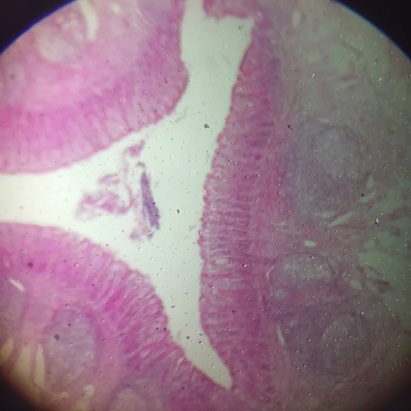 Microscopio de patología humana de 50 uds, conjunto de diapositivas preparado para enseñanza educativa