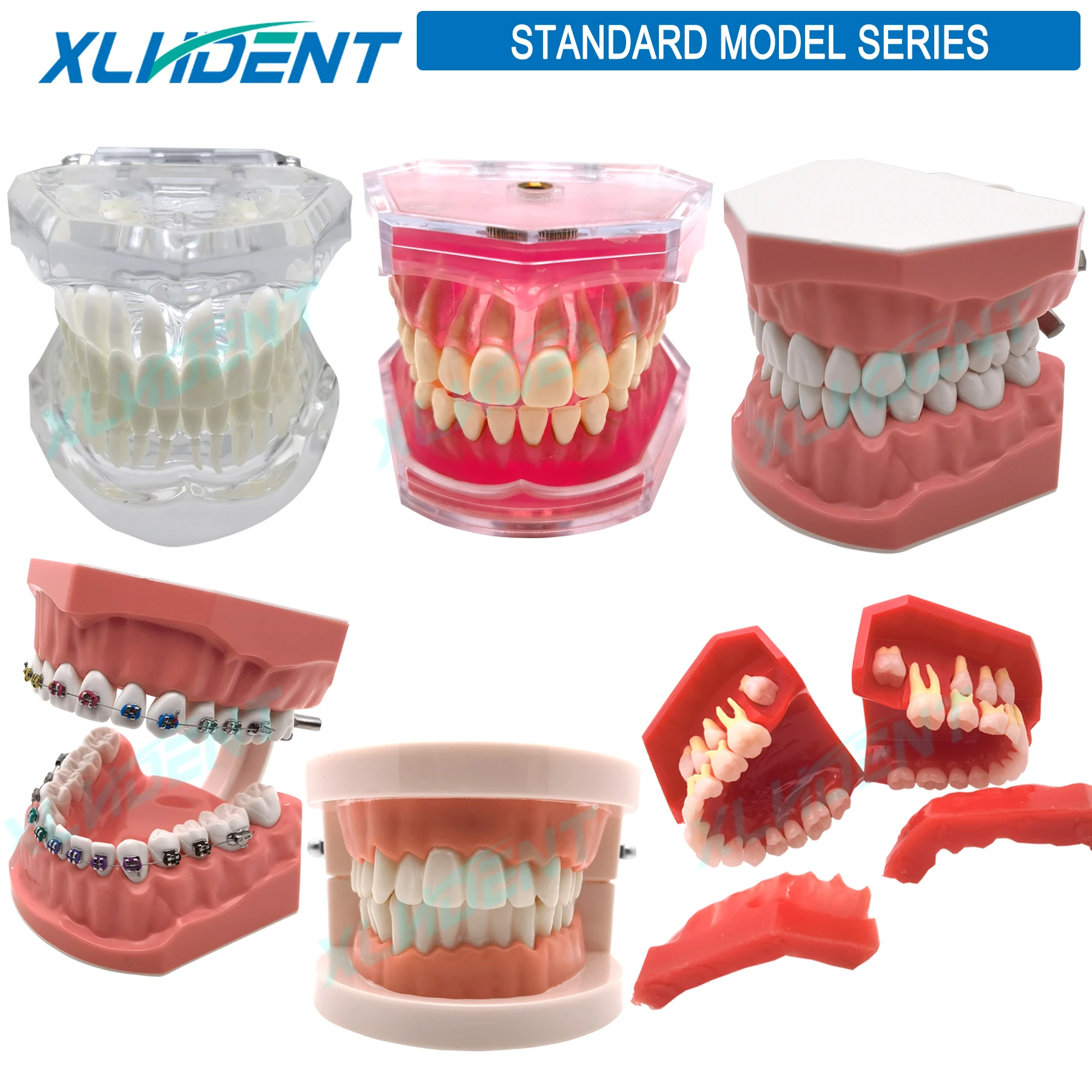 

Dental Mode Denta Standard Model Teeth Teaching Model Plastic Teeth Model For Dentist Dental Students Studying Education Display