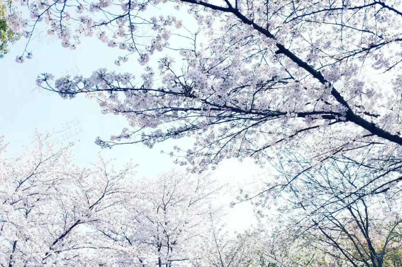 

2.2 Metal Beadlock Wheel Rim Wheel Hub For 1/10 RC Crawler Car Axial SCX10 Wraith Capra RR10 RBX10 Trxs TRX4