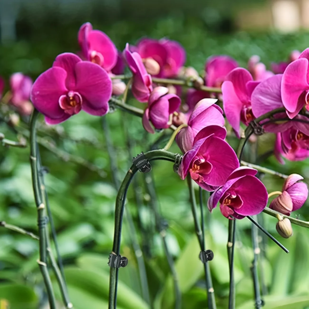 20/30/50PCS 6-Claw Plant Clips Climbing Vine Stem Clasp Tied Dark Green Orchid Flowers Support Clamp Bundle Branch Garden Tools view 6