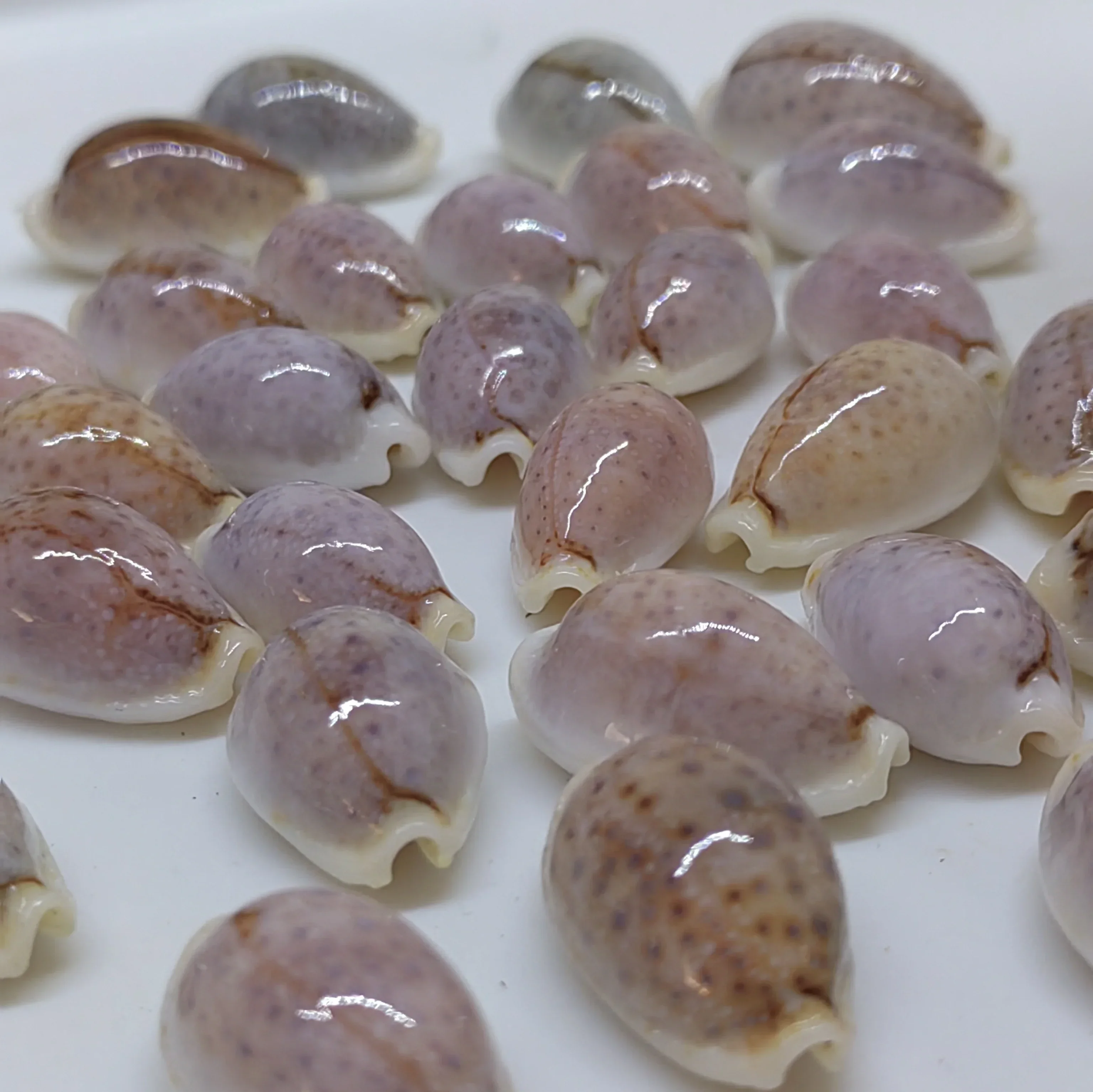 Oliva F. Oriola Lamarck Natural Conch Shell Rare Collection Specimen Aquatic Snail Landscape DIY Decoration