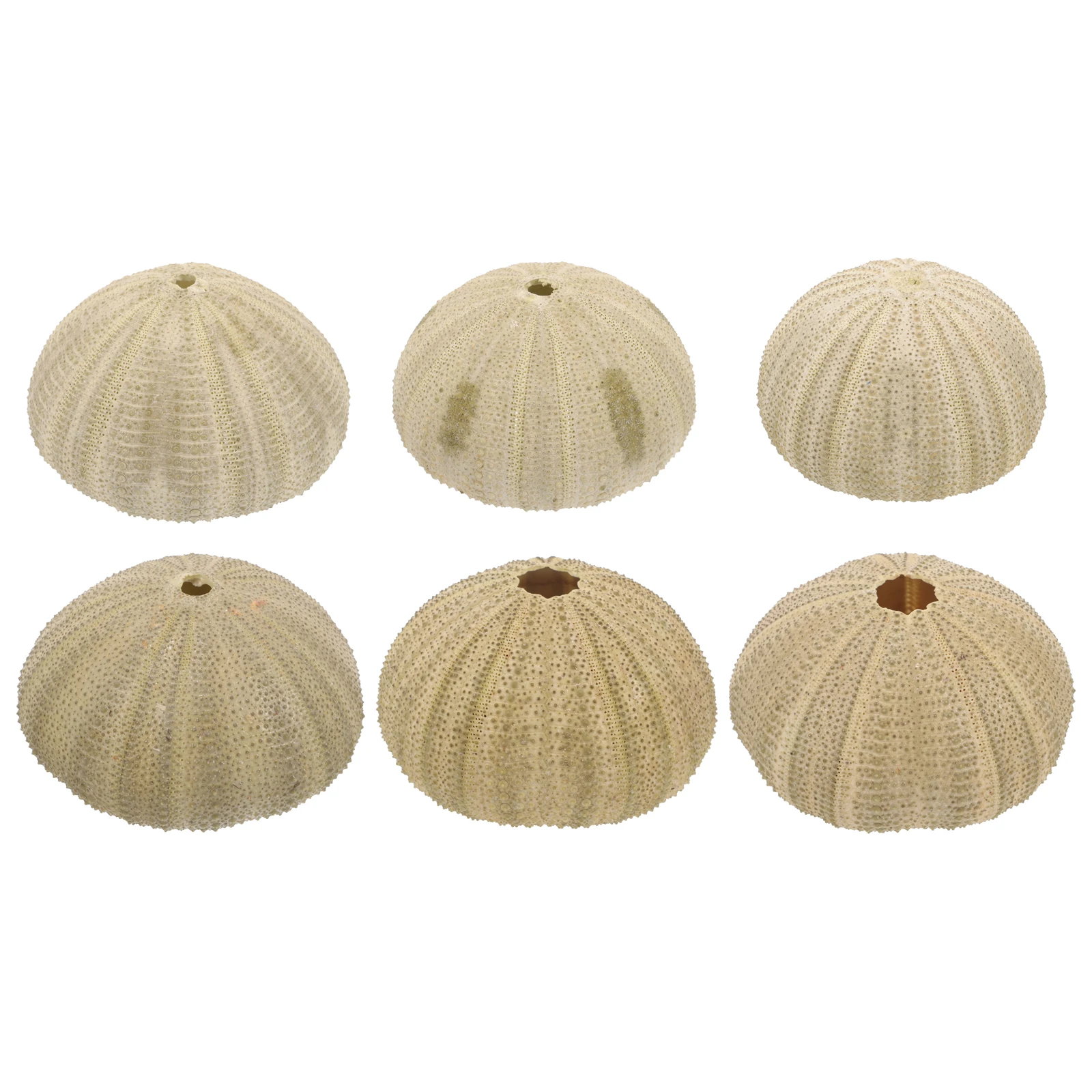 

6 pcs Natural Sea Urchins Shells 4 6CM Green Decorative Fish Tank Aquarium Vase Conch Shell nament Home Crafts Sturdy Safe