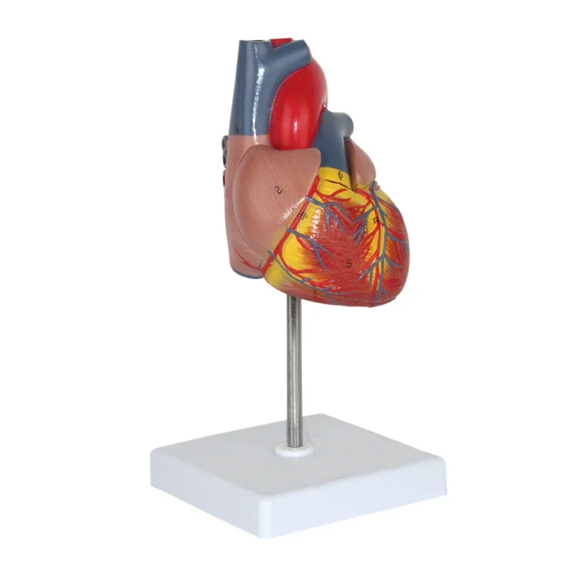 1:1 Life Size Human Heart Model Disassembled Anatomical Human Heart Model Anatomy Medical Teaching Tool With Number Mark