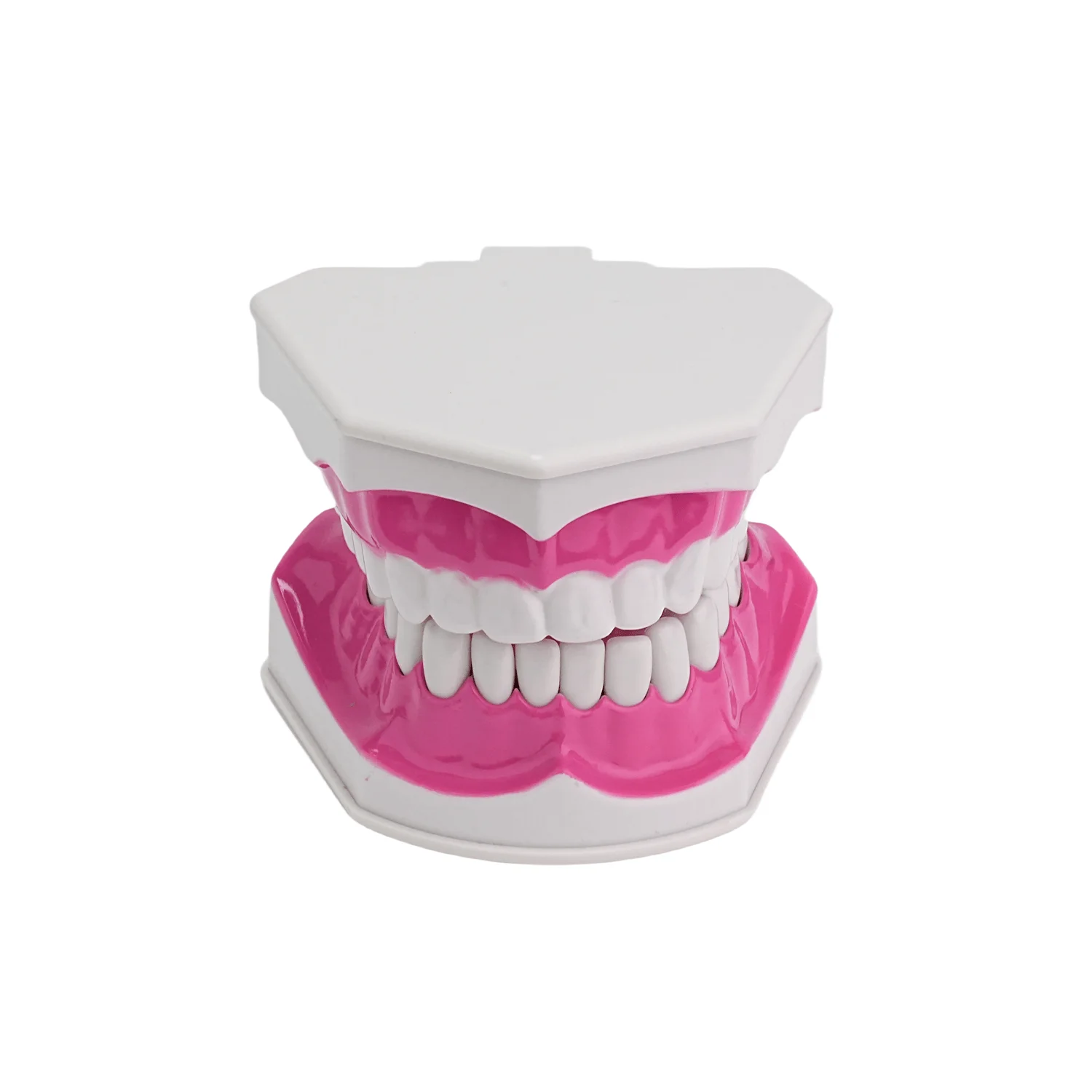 Dental Typodont Dentes Modelo, Dente removível Ensinar Prática Modelo, Ensino Estudo, Demonstração Modelo