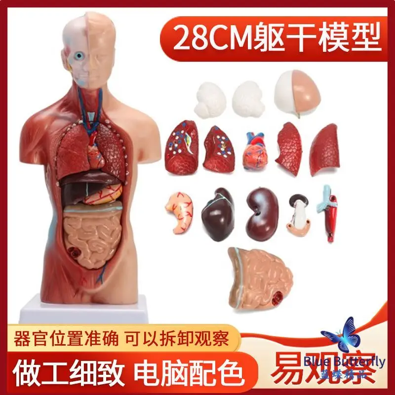 

Mini torso model 28cm human torso anatomical model 15 organ detachable medical heart viscera