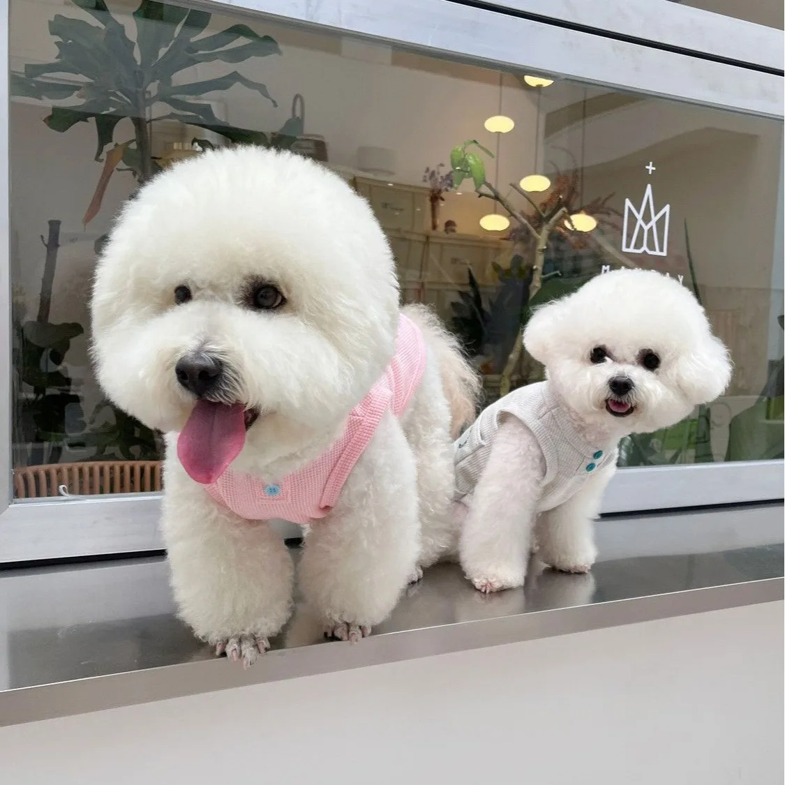 

Thin Summer Pet Dog Vest Cat Puppy Breathable Clothes Teddy Love Pocket Pullover Sweatshirt Schnauzer T-Shirt
