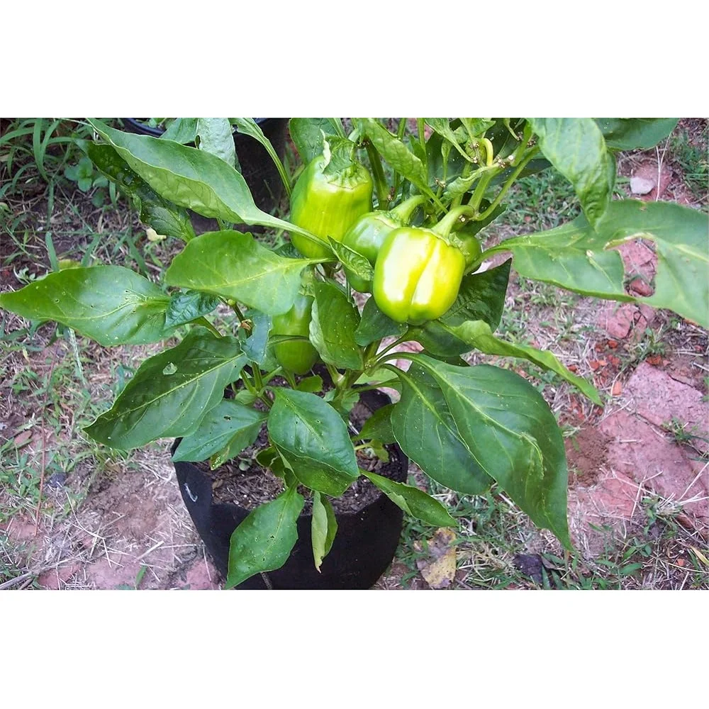 15 Gallon Soft-Sided Aeration Fabric Planter Container with Strap Handles Enhanced Root Growth and Vigorous Plants