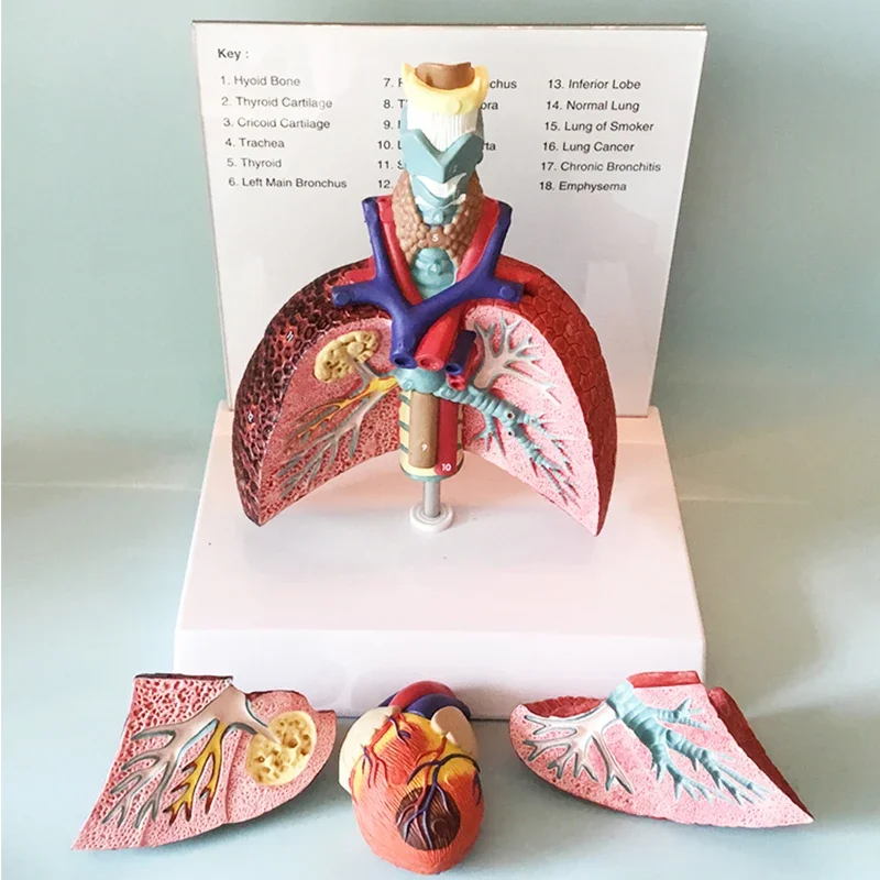 Human Anatomy Throat Heart Lung Model Larynx Trachea Lymph Node Medical Thoracic Surgery Teaching