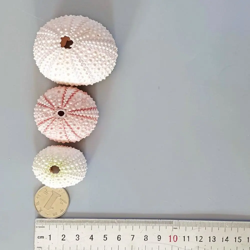 Natural Sea Urchin Skeleton Decor For Zhuolangge Ocean Ornament Creative Air Plant Holder Tabletop Display Aquarium Craft