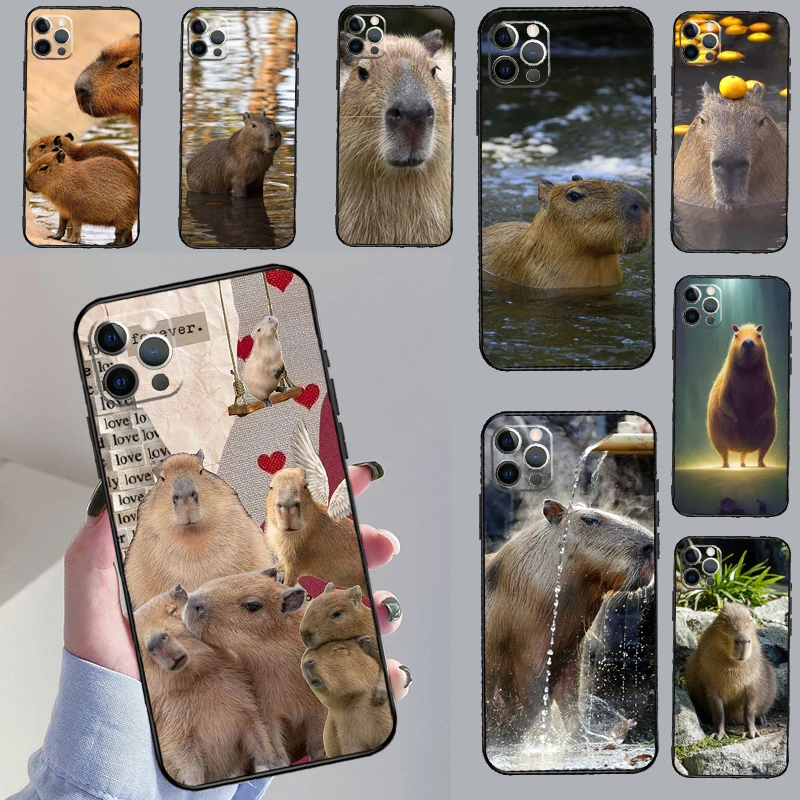 Animal Funny Capyba…