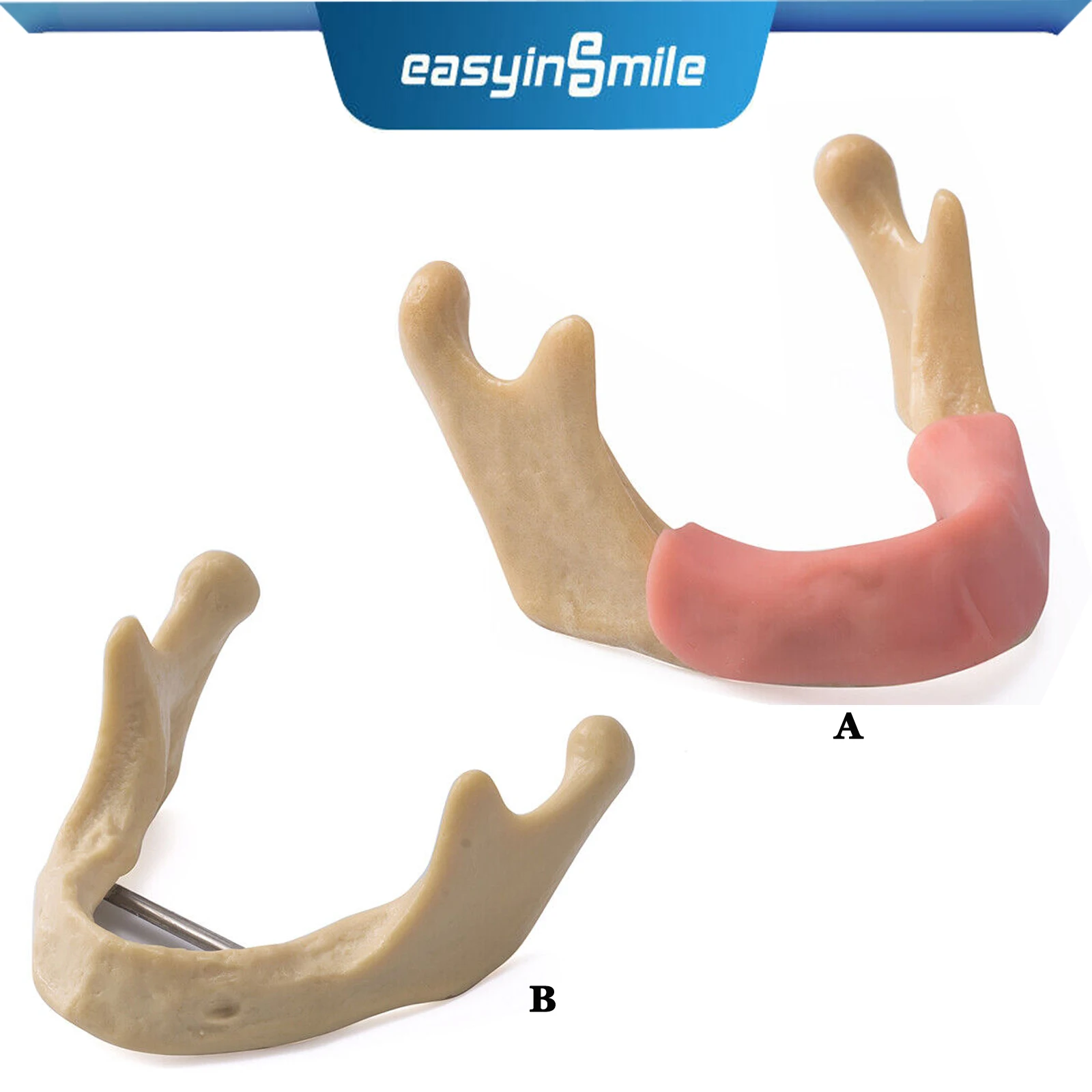 Denatl Implant Model Low Jaw Bone Tooth Model with Gums Tissue Mandibular Lab Anatomical Demonstration