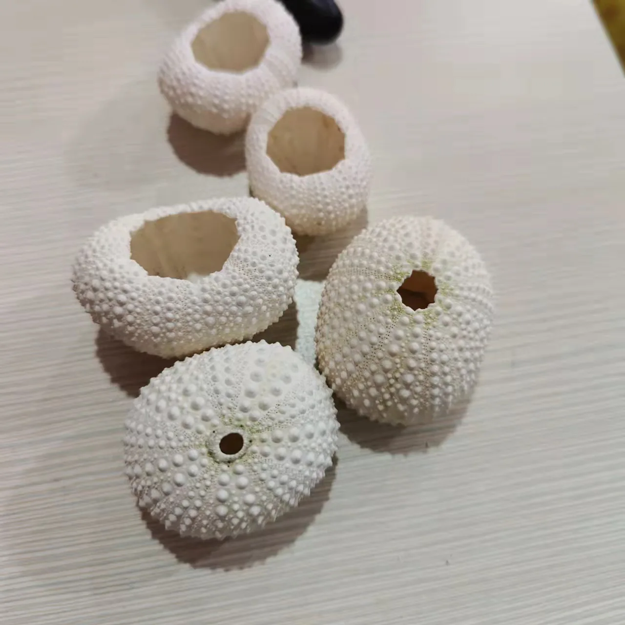 Natural Conch and Shell for Sea Urchin, Light Pink Air Pineapple Flower Pot, 3-5 Cm