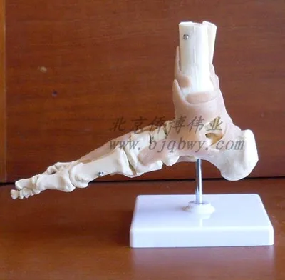 

Functional ankle joint model foot joint anatomy model foot joint model with the ligament of the human foot bone