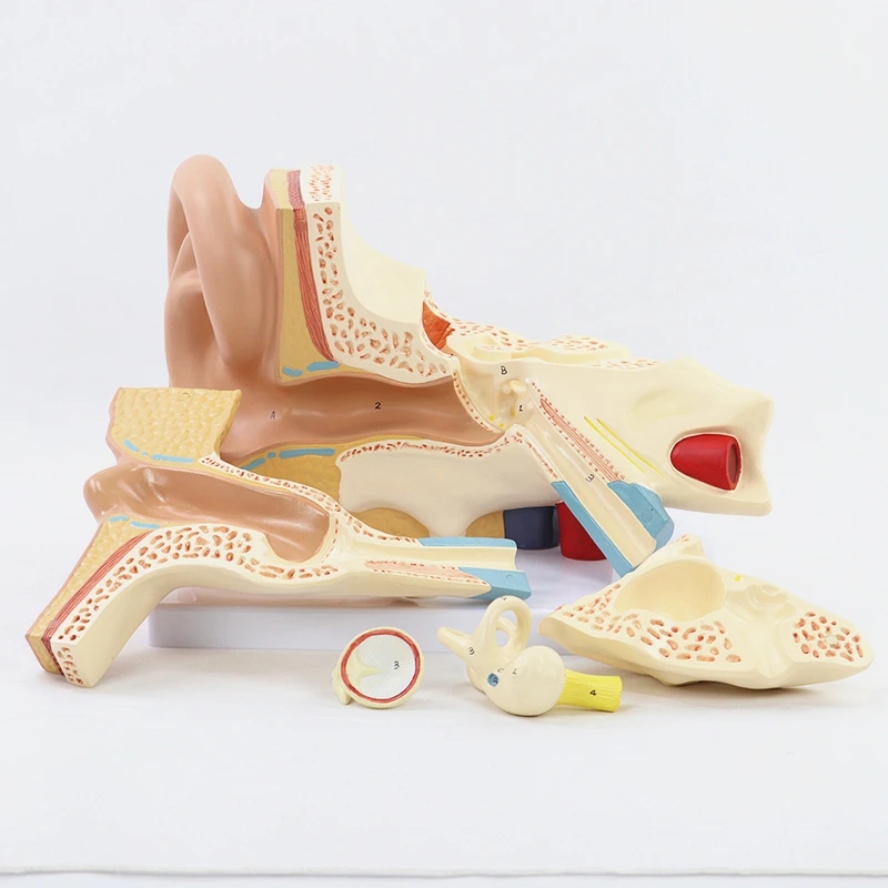 Human Ear Anatomy Model,5 Times Enlarged Human Ear Model Showing Organs Structure of the Central and External Ears with Base