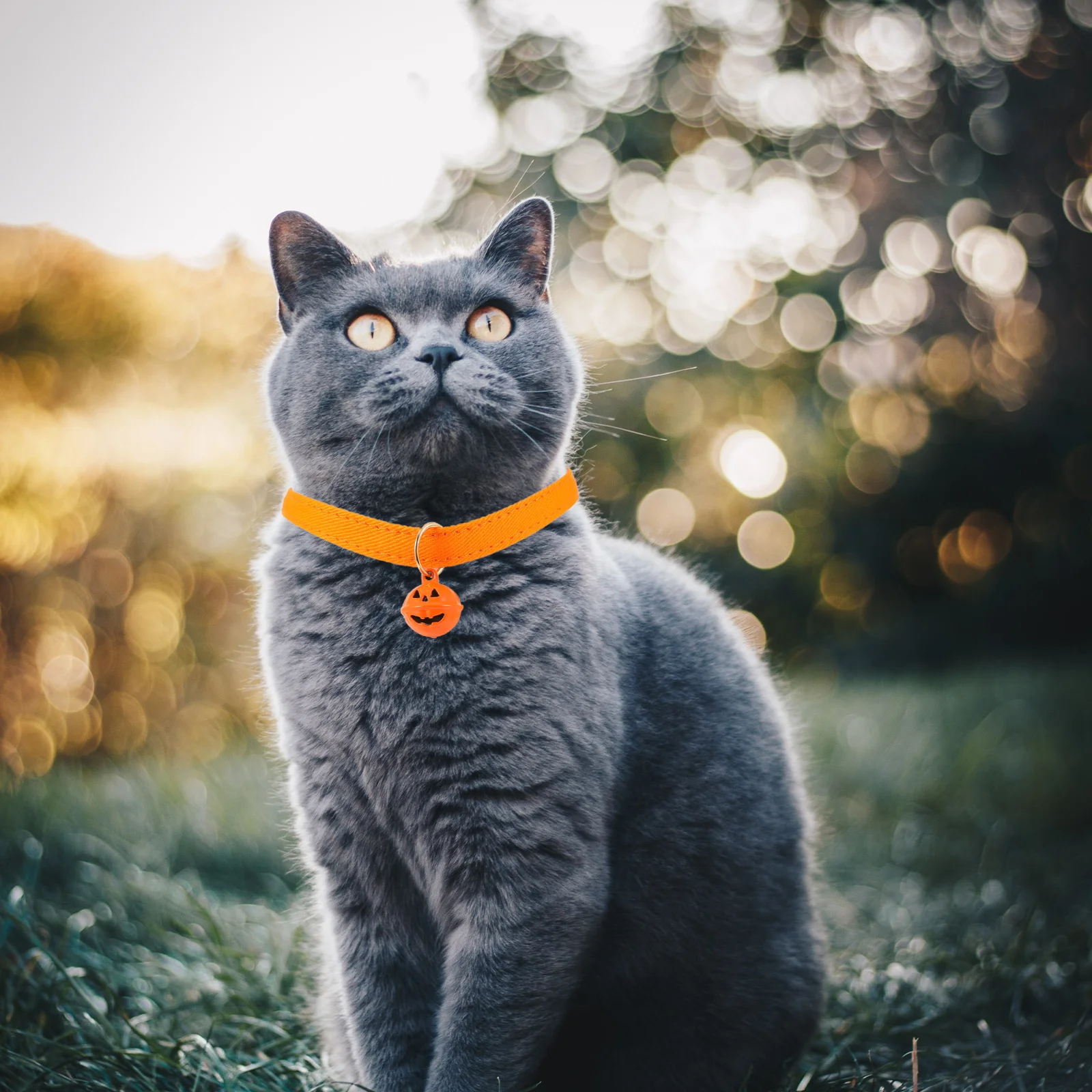 

2Pcs Halloween Pumpkin Ghost Pendant Pet Collar Adjustable Cat Dog Necklace Great Gift Cat Collar Pet Neck Chain