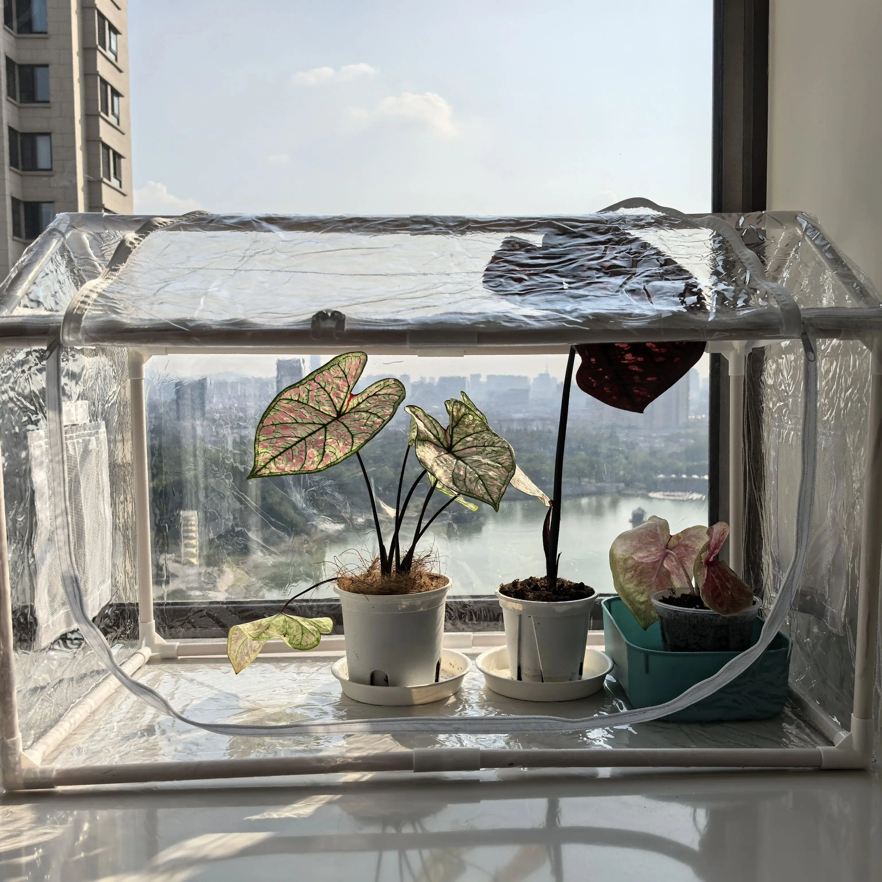 Durable PVC Plant Shed (Double Zipper Doors/Windows): Portable Indoor/Outdoor Frost-Resistant Insulated Greenhouse