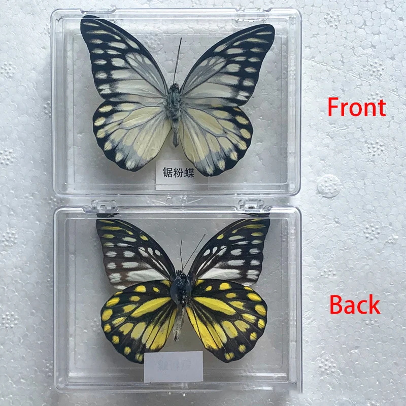 Natural Real Butterfly Specimens Rare And Exquisite Specimens For Home Decoration Display Collection In Teaching Special Gifts image 3
