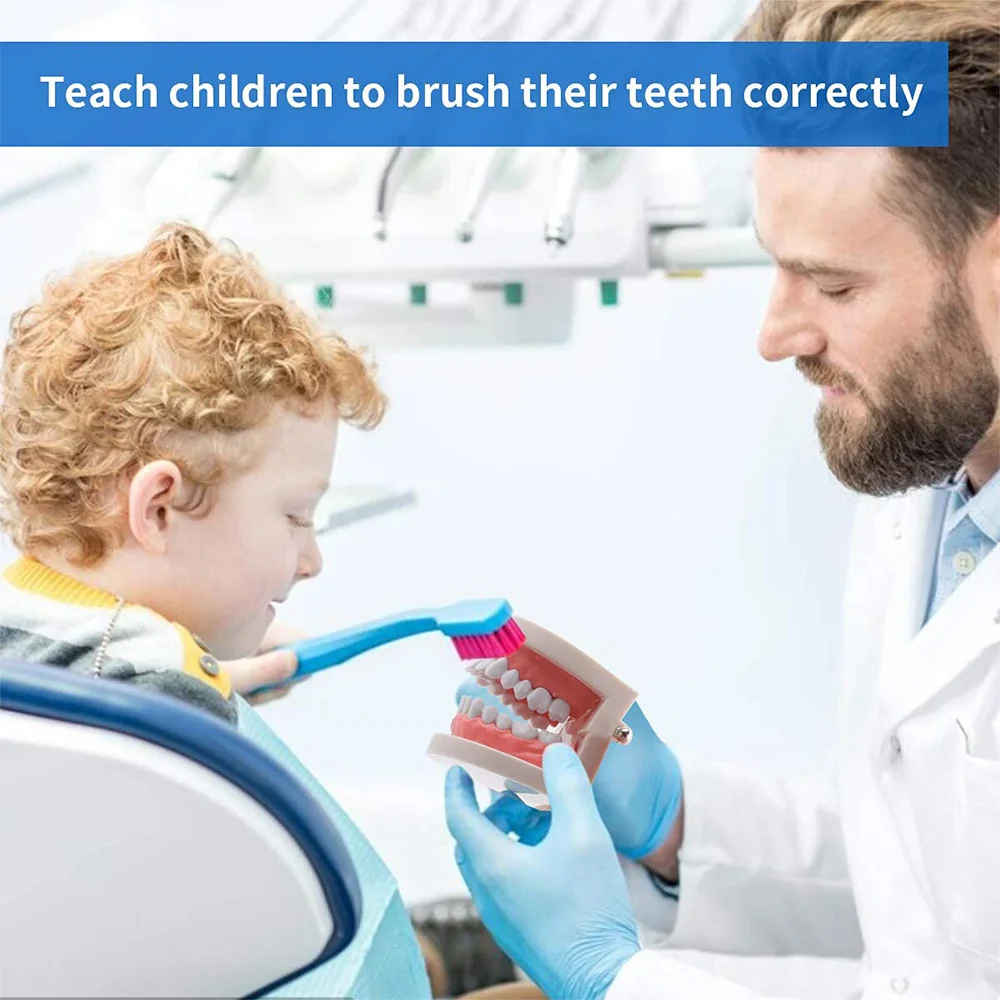 A29F-2 Pack Standard  Teeth Model -  Mouth Model Human Teeth Model Tooth Brushing Model For Teaching Studying