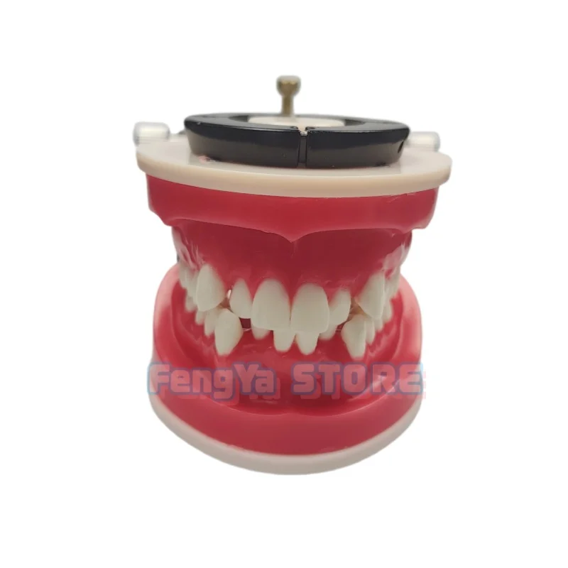 Thumbnail 4 - #22 Best Dental Teaching Models to Buy In 2026