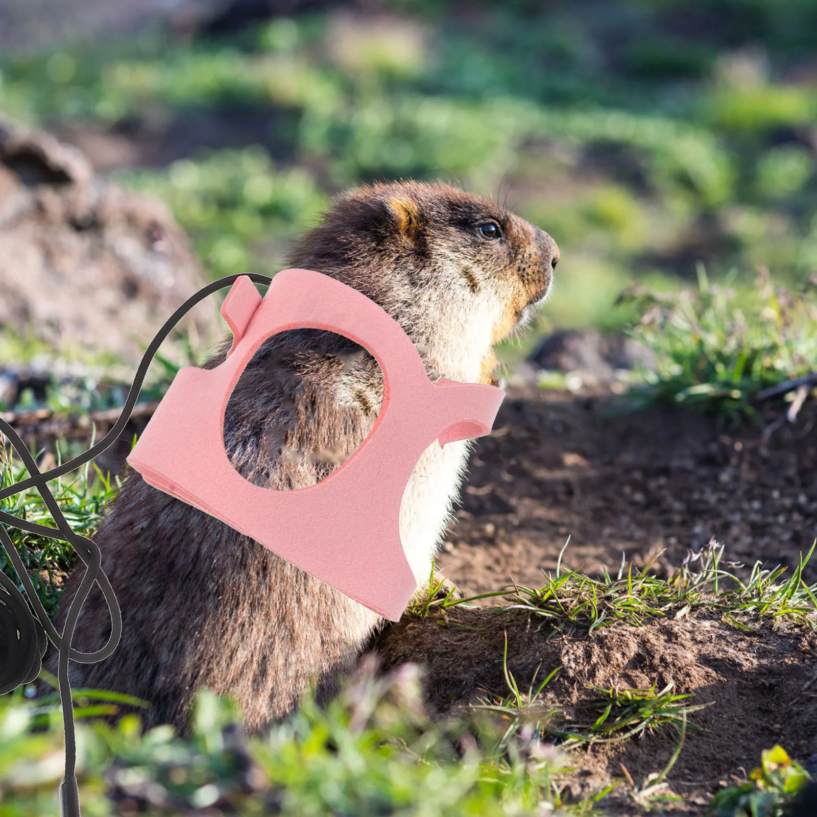 

Vest-style Chest Strap Harness Lightweight Traction Rope Small Pets Rabbit Squirrel Hamster Rat Bunny Leash Pet Harness Set