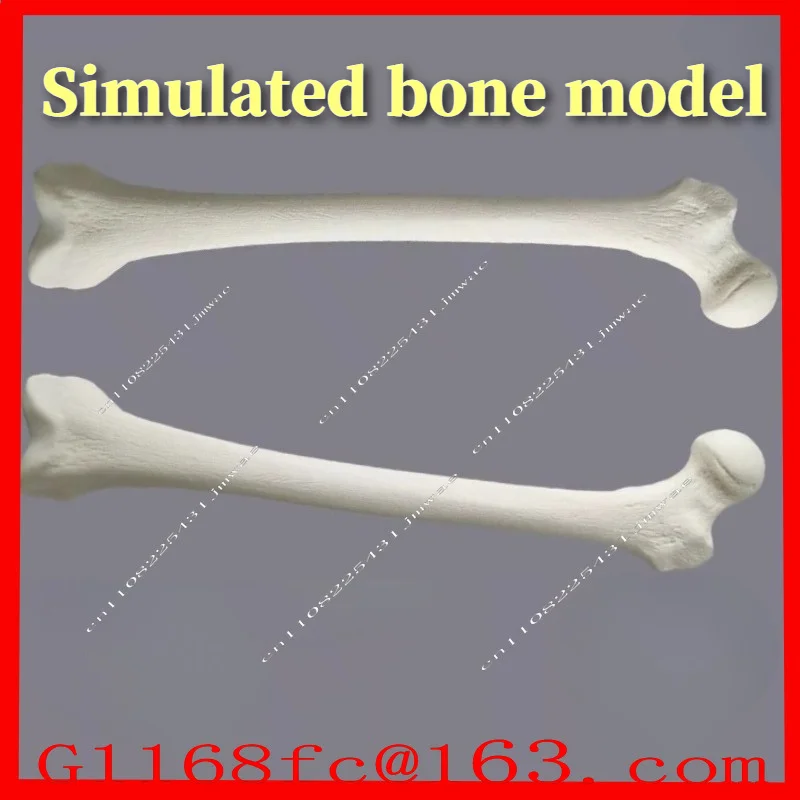 Fake Femur Simulation Bone Saw Workshop, Preoperative Training, Practicing Human Thigh Skeleton