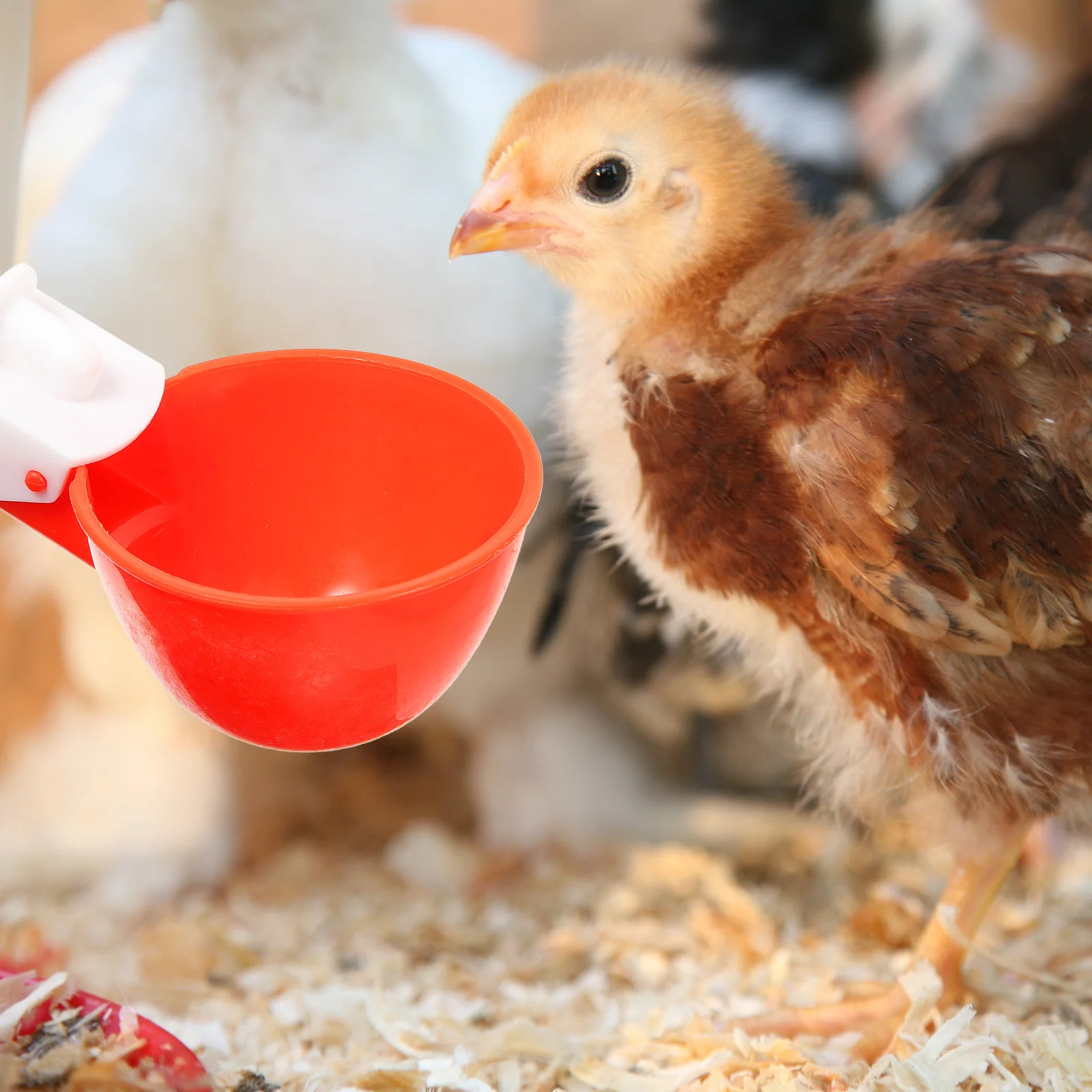 

5Sets Professional Chicken Waterer Sturdy Poultry Water Feeder Dispenser Suitable for Birds and Chickens Chicken Waterer