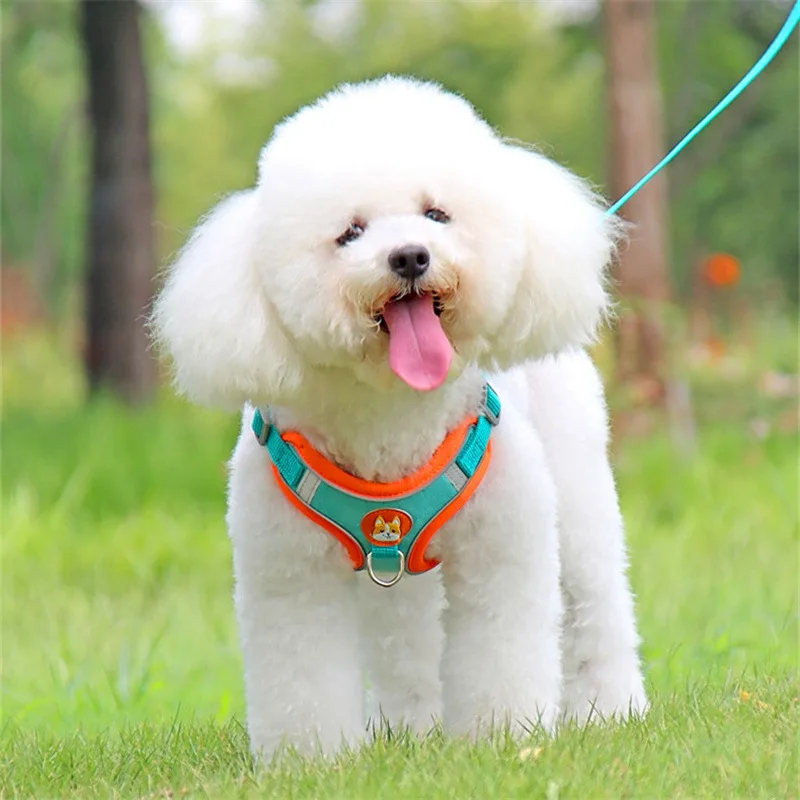 #14 Best Dog Leads to Buy In 2026