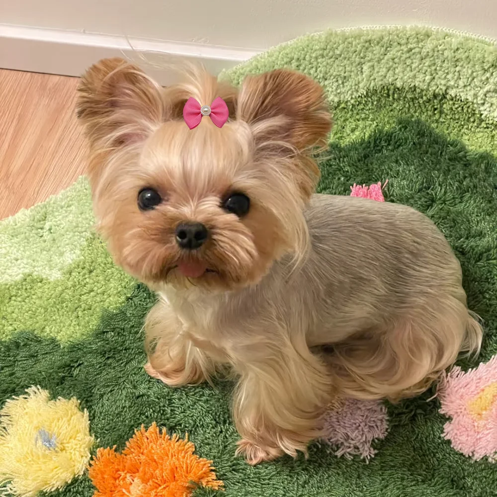 10pcs Hair Bows For Dog Pet Grooming Accessories Puppy Hair Clips With Elastic Rubber Band Yorkshire Terrier Hair Accessories