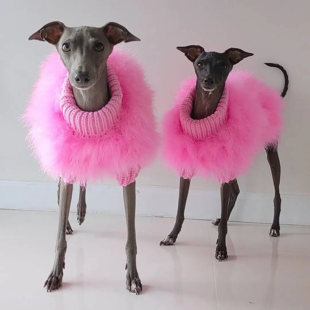 Ropa de invierno de plumas de pavo para mascotas, chaqueta de diseño para cachorros, suéter de lujo para perros, ropa cálida para gatos, gatito, Chihuahua, ropa para perros