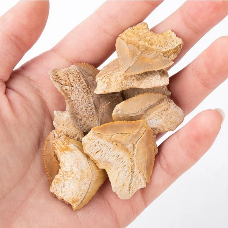 Fossilized Prehistoric Shark Teeth - Shark Tooth for Fossils Collections and Education Purposes