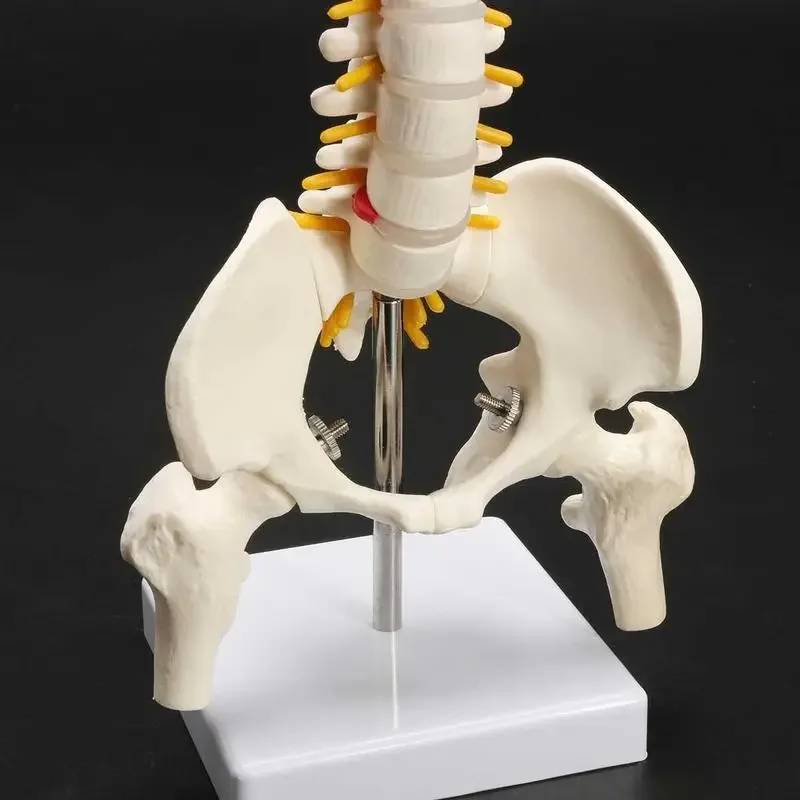 45CM Human Spine with Pelvic Model Anatomical Spinal Column Medical Teaching Aid for Classroom Study
