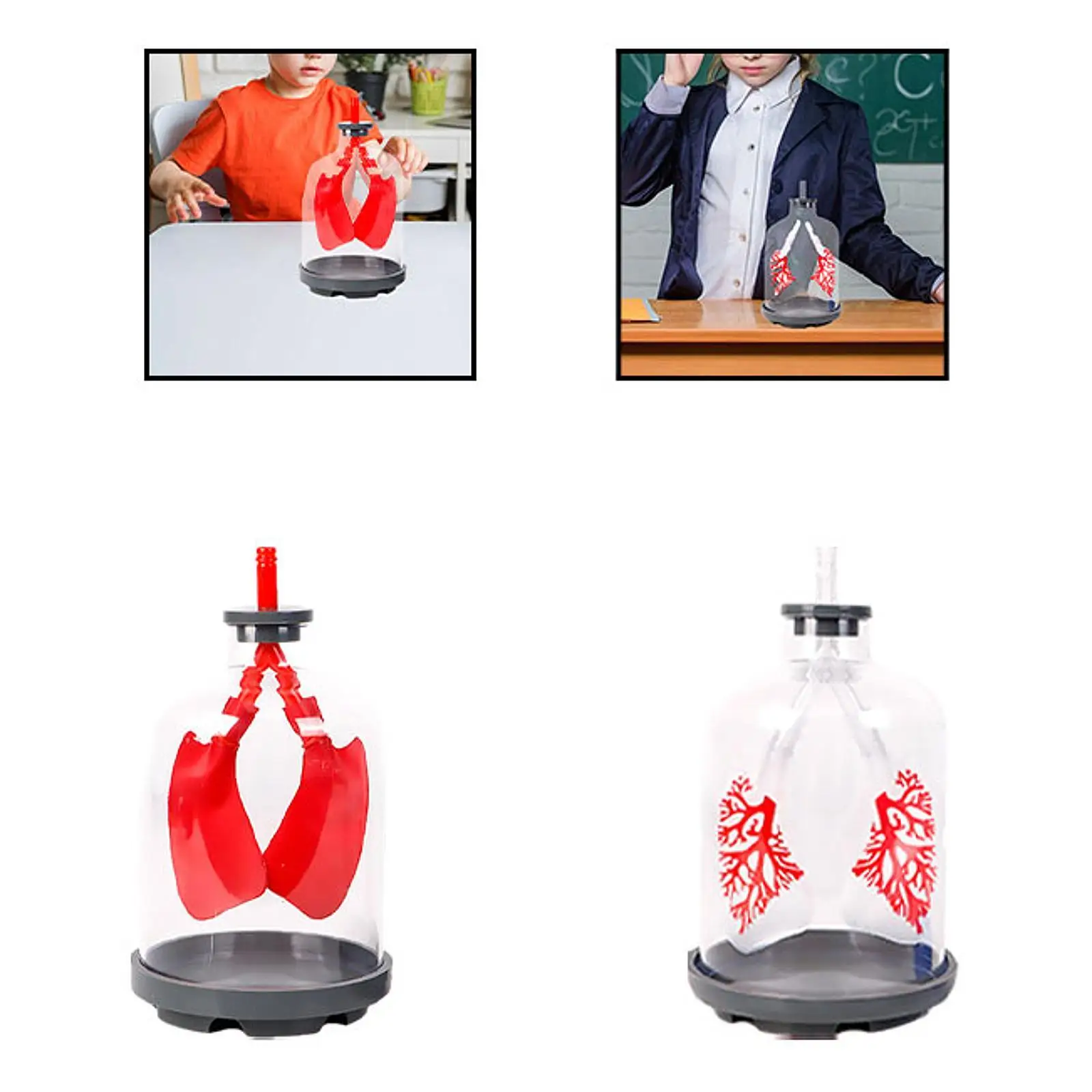 Lung Function Demonstration Model Detachable Science Learning DIY Teaching Aid for 8+ Year Old School Teens All Ages Children