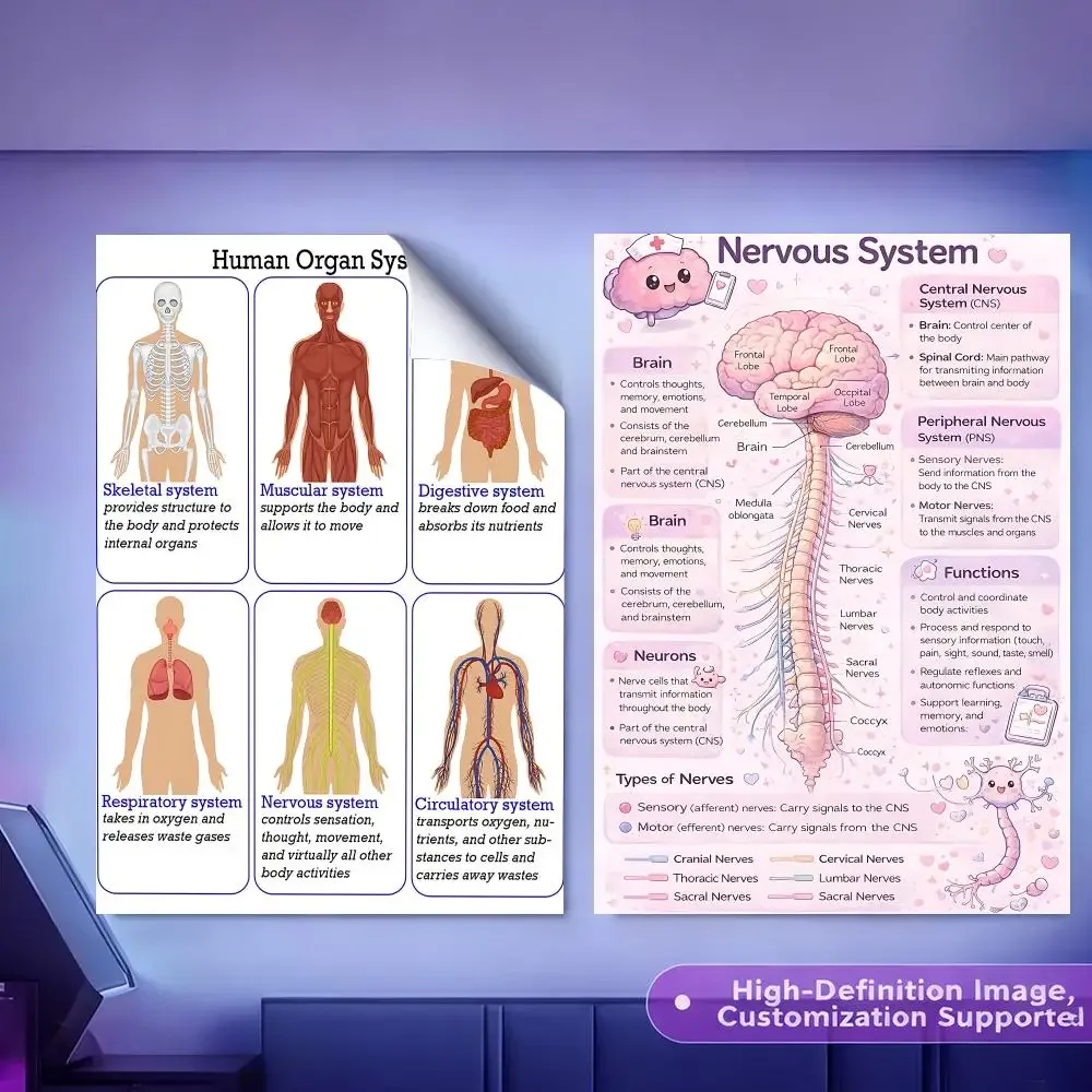 Vintage Chart Human Organ Chart Painting Calligraphy HD Canvas Poster Crease Free Waterproof All Space Wall Decor