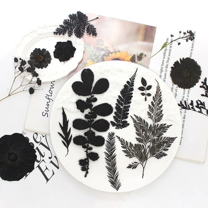 

Black Series Plant Specimens, Real Flowers and Leaves Pressed Flower Material Package, Black Flower Materials Factory Direct Sales, Dried Flower Pressed Flower Photo Frame Bookmark