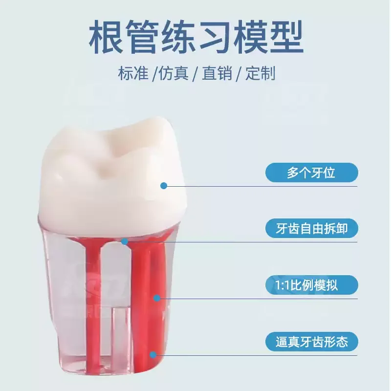 Gzyora Store Root‑Canal Practice Isolated Teeth Model Endodontic Tooth Grain for Dental Student Oral Teaching Exam Training ****