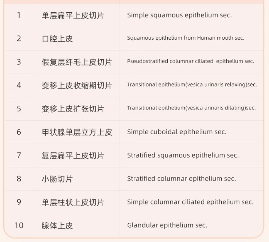 10PC Prepared Specimen Slices Microscope Normal Human Tissue Sample Section Biological Slicing Lab Anatomy Histology Education
